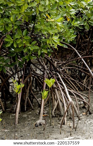 Mangrove forest at low tide time. show young mangrove, root and trunks.