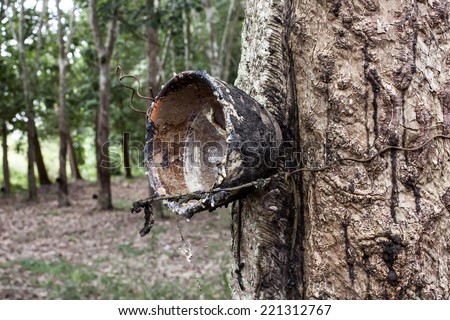 Cup and slit  Rubber Tree. At stem are trail of rubber tapping.Background is para rubber plantation.