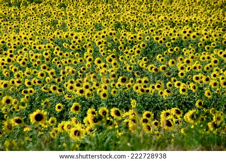 Sunflower Field ,fit in frame,front rows and Back rows come near out of focus,Middle rows in focus.