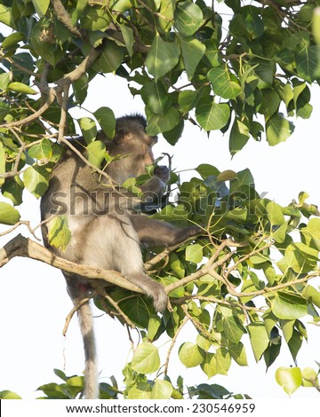 Monkey sit and eat leafage.It look fixedly straight.