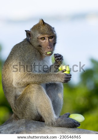 Monkey sit and eat fruit.It look fixedly straight.Out of focus background.