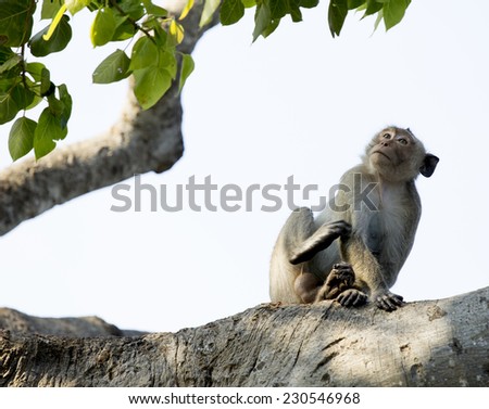 Monkey sit on the tree. It look fixedly straight at something.