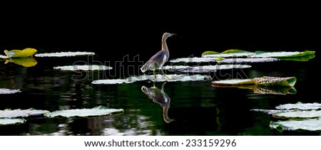 Chinese Pond Heron calmly stand on leafage water lily look for fish.Little ripples wave and reflection on water.