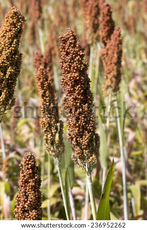 millet,sorghum,rice,farm,plants field,growing,meal,food,farmer,nutrition,health,tip,nutural,farmland,field,front,forefront
