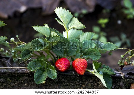 Two  strawberries and strawberries leaf in strawberry plot.