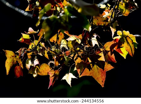 Maple leaves change color in autumn.Vivid color with back light.