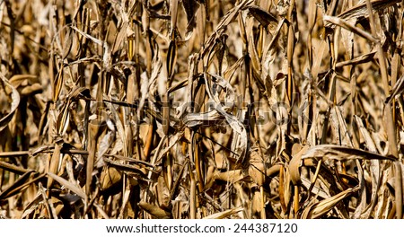 Dry Corn Straw in Corn Farm after harvest