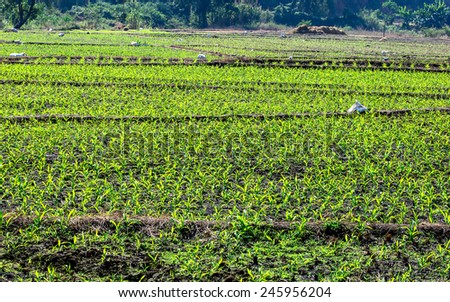 Raw of green young corn in corn farm.Some fertiliser sac lay on paddy field ridge