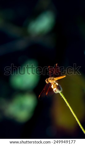Dragonfly red wings settle upon flower over black background.Background has sun spot.