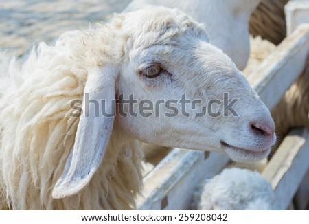 Close up sheep in farm. Wait for feed in showing farm.