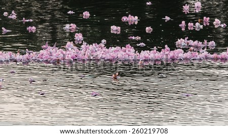 Falling Pink Trumpet flower float on pond.Tree reflection in water.