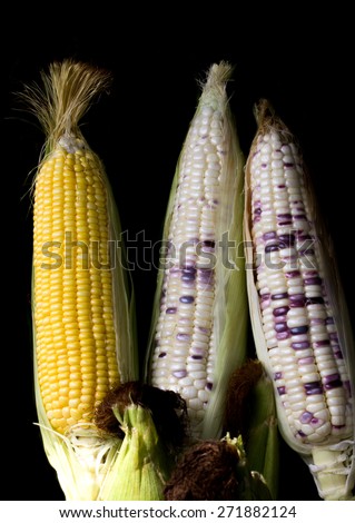 Peel sweet yellow corn and indian corn lay on dark background.