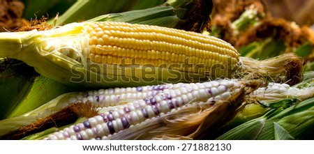Peel sweet yellow corn and indian corn lay on another pod corn.