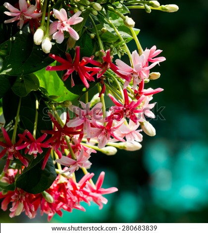 Pink and red name is Rangoon creeper. Climber plant for decorate in house and garden.