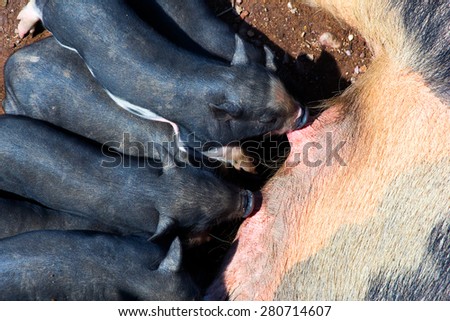The mother pig lay down to let her kids to  milk feeding her little piglets.