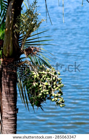 Fruit of the Palm Tree Fruit. Background is blue sea.