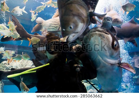 SUPANBURI,THAILAND-17 MAY 2014: Diver show feed fish under water in tunnel aquarium.