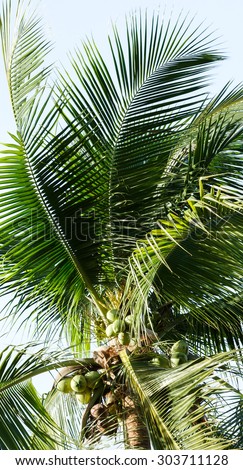Coconut tree in  worm\'s eye view.fruit on top of coconut stem.