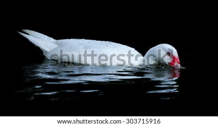One white  duck swim in  pond. Still float action. Water with dark shadow and white reflection.