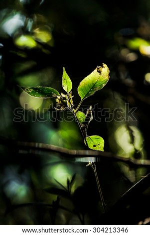 Green leaves on shadow background.Back lighting from sun spot.