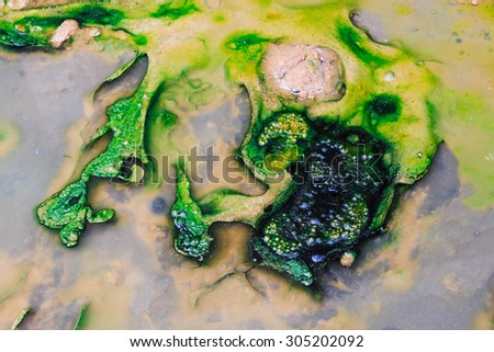 Close up oil, algae and lichen in polluted water. Top view shot.