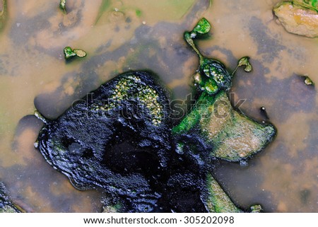 Close up oil, algae and lichen in polluted water. Top view shot.
