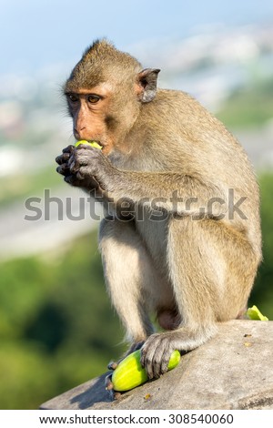 Monkey sit and eat cucumber.Out of focus background.