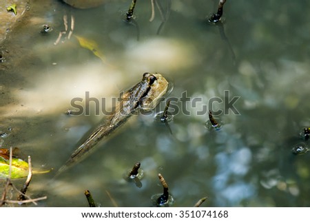 Mudskipper in mangrove forest, float with head showing up water, body in water.