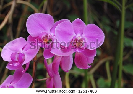 Beautiful violet orchid in Orchid park on the Canary island,Tenerife