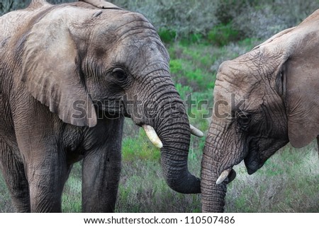 From a safari vehicle at Indalu game drive in Mossel Bay, South Africa, two elephants are seen holding trunks.