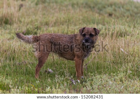 Border terrier dog.