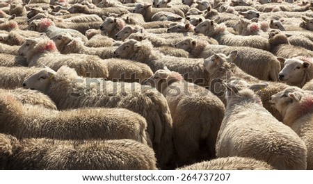 Sheep herded into pen.  Northumberland. England, UK.