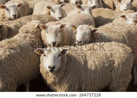 Sheep herded into pen.  Northumberland. England, UK.