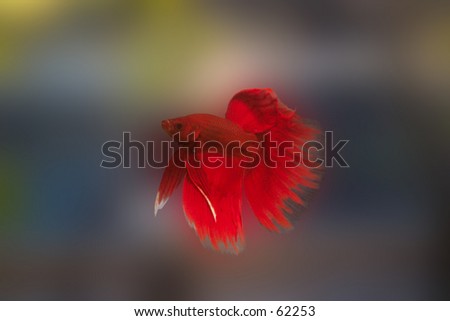 Red Delta tail Betta Splendens - Siamese Fighting Fish - against blurred background. Plenty of room for text.