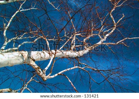 White Birch against winter sky - High Color intensity.
