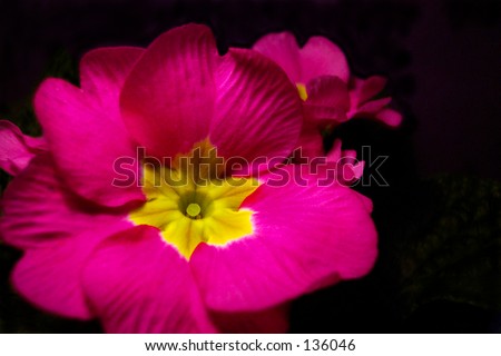 stock photo : Hot pink Primrose against black background.
