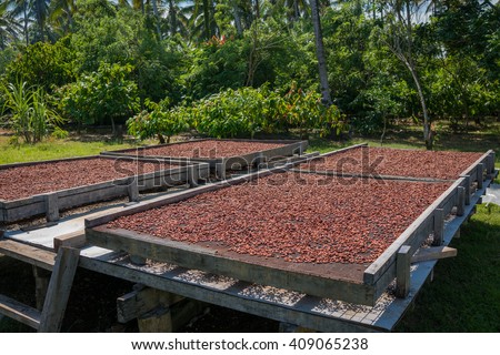 Organic cocoa beans sun drying on a farm in the Solomon Islands