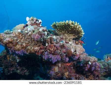 Anthias or goldies swimming through beautiful aquarium like coral sea landscape of blue and purple soft corals and bommies in the Indian Ocean, Zanzibar