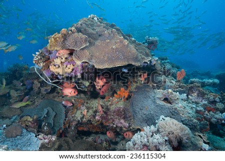 Coral bommies encrusted with sponge and surrounded by reef fish, soft coral, hard coral, whip coral and schooling fish in the background on a coral reef in the Indian Ocean, Zanzibar