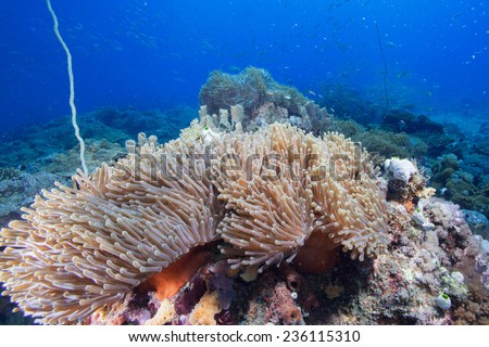 Magnificent anemone and whip coral set against a blue background teeming with schooling reef fish, on a coral reef in the Indian Ocean, Zanzibar