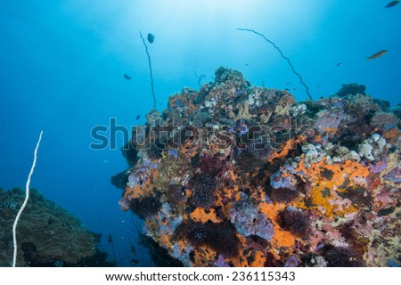 Coral bommies encrusted with sponge and surrounded by reef fish, soft coral, hard coral, whip coral with rays of sun coming down from the surface
