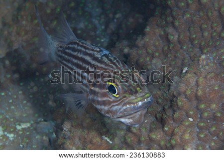 Wolf cardinal fish (Cheilodipterus artus) above hard coral on a coral reef in the Indian Ocean, Zanzibar