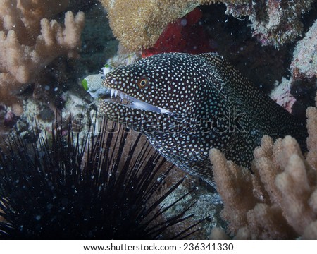 White mouth moray eel (Gymnothorax meleagris) hiding amongst soft coral and sea urchin on a coral reef in the Indian Ocean, Zanzibar