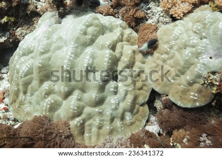 Hard coral showing bite marks from feeding fish on a coral reef in the Indian Ocean, Zanzibar