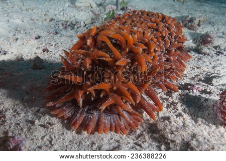 Pineapple sea cucumber (thelenota ananas) sitting on sandy bottom on a coral reef in the Indian Ocean, Zanzibar