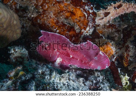 Purple Leaf scorpion fish (Taenianotus triacanthus) sitting on a brightly coloured, sponge covered bommie in the Indian Ocean surrounding Zanzibar