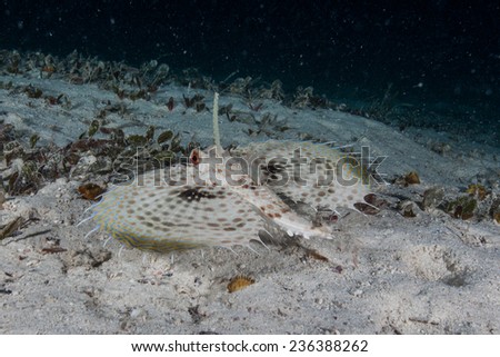 Flying gurnard (Dactyloptena orientalis) swimming across sandy bottom with extended pectoral fins on a coral reef in the Indian Ocean, Zanzibar