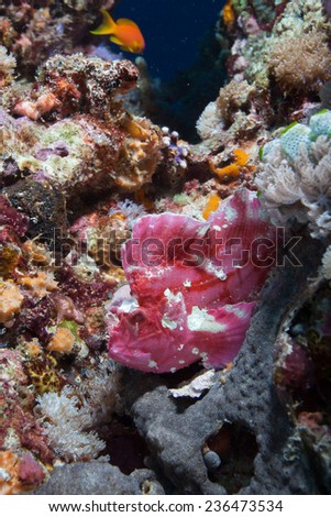 Purple Leaf scorpion fish sitting on a brightly coloured, sponge covered bommie in the Indian Ocean surrounding Zanzibar