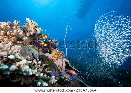 Glassfish (ambassis) swimming around a croal and sponge covered bommie in a beautiful aquarium like coral sea landscape in the Indian Ocean, Zanzibar