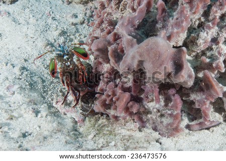 Peacock mantis shrimp (Odontodactylus scyllarus) hiding among sponge on a sandy seabed on a coral reef in the Indian Ocean, Zanzibar